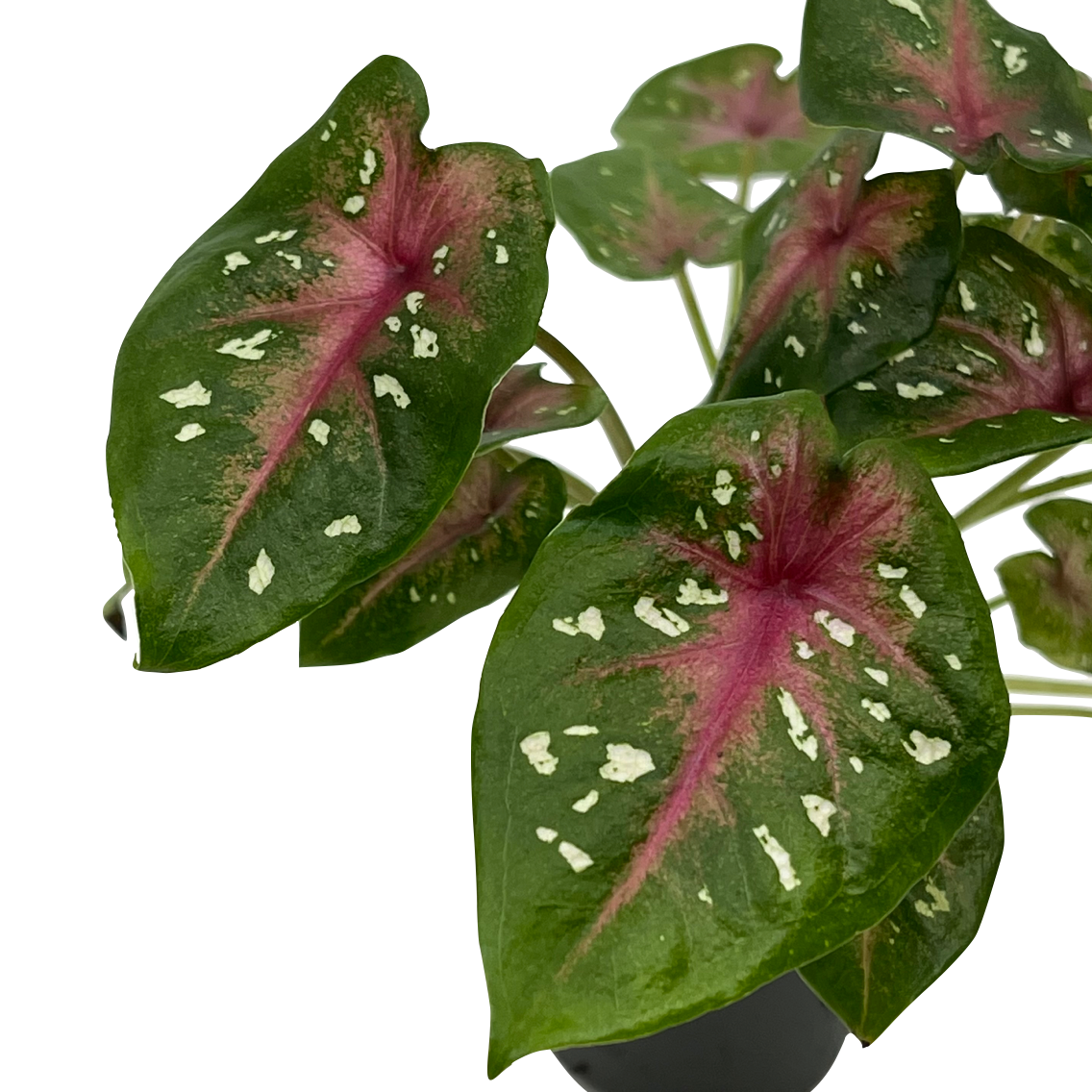 Caladium bicolor 'Red Flash'