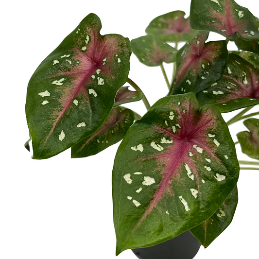 Caladium bicolor 'Red Flash'