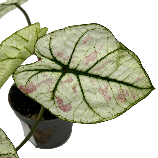 Caladium bicolor 'White Christmas'