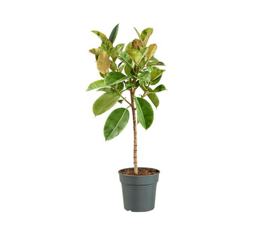 Ficus elastica 'Schrijveriana'