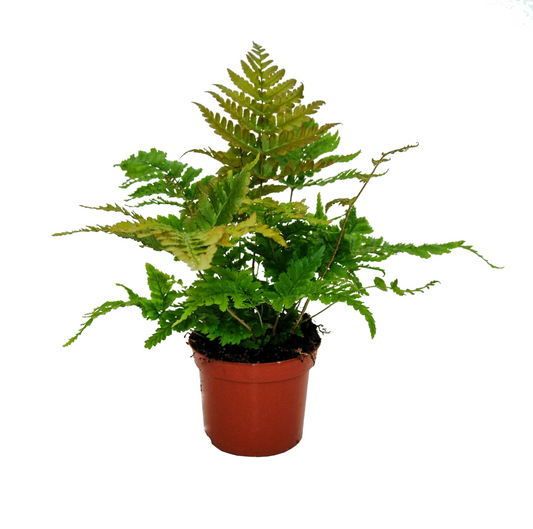 Dryopteris erythrosora