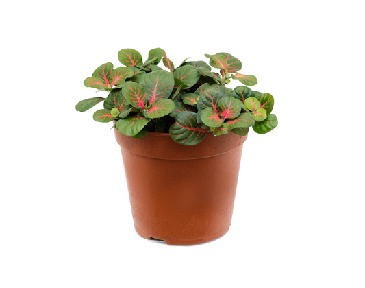 Fittonia albivenis