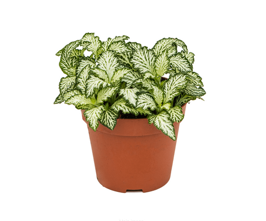 Fittonia albivenis
