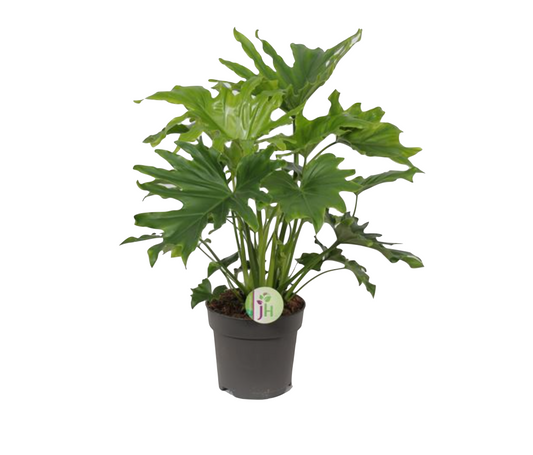 Philodendron 'Lickety Split'