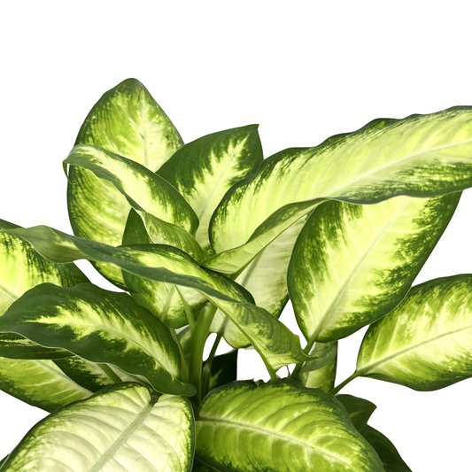 Dieffenbachia seguine 'Camilla'
