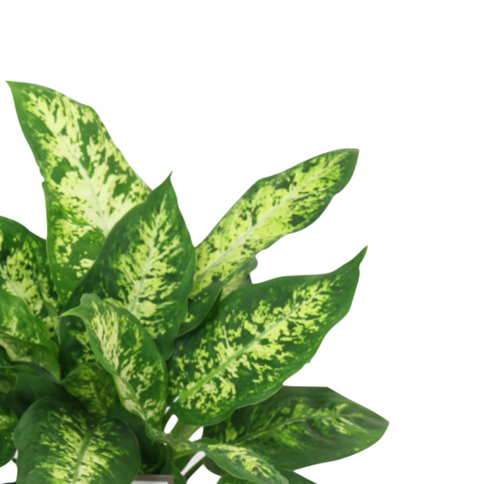 Dieffenbachia seguine 'Compacta'