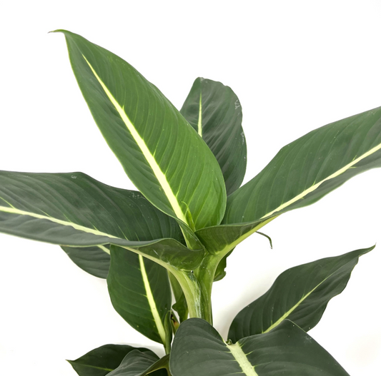 Dieffenbachia seguine 'Green Magic'