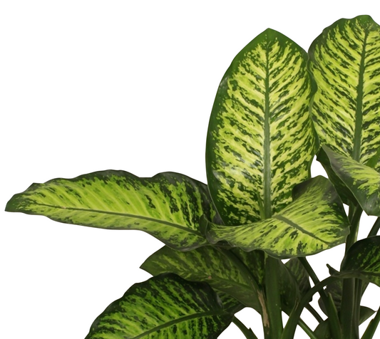 Dieffenbachia seguine 'Maroba'