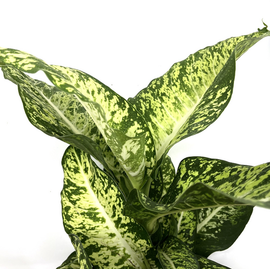 Dieffenbachia seguine 'Mars'