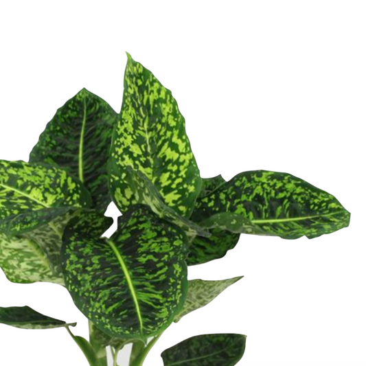 Dieffenbachia seguine 'Reflector'