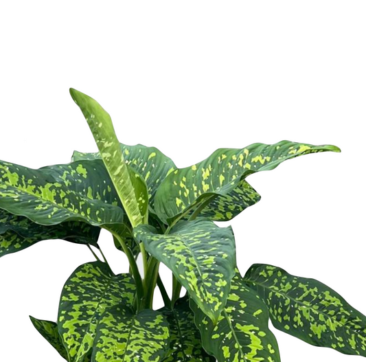 Dieffenbachia seguine 'Spotty'