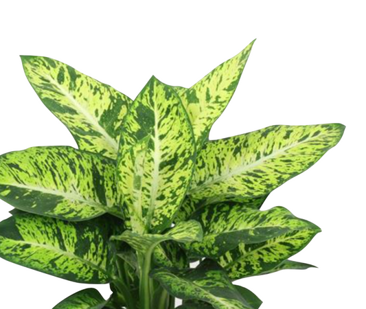 Dieffenbachia seguine 'Sublime'