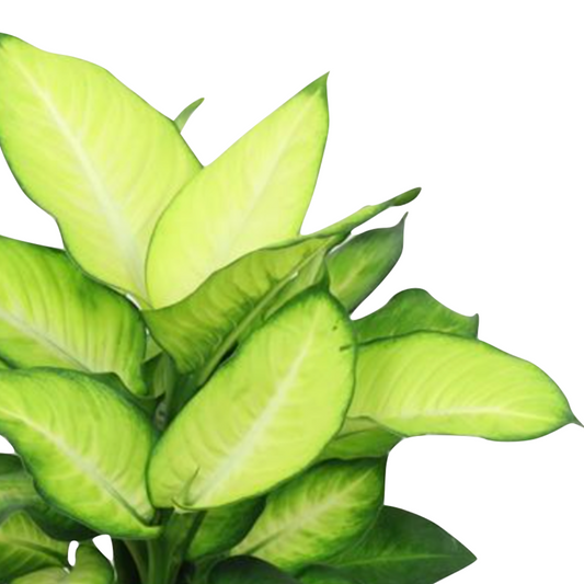 Dieffenbachia seguine 'Summer Style'