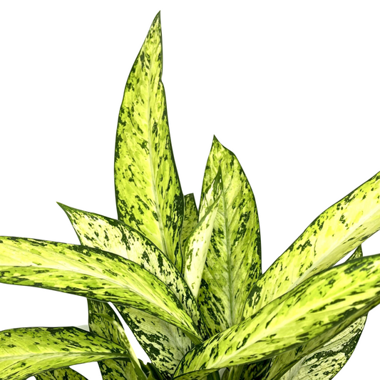 Dieffenbachia seguine 'Vesuvius'
