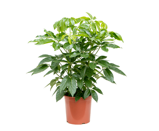 Heptapleurum actinophyllum (Schefflera 'Amate')