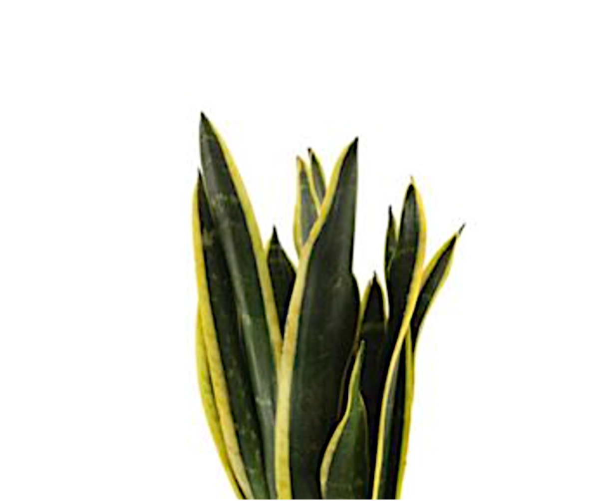 Dracaena trifasciata 'Black Gold' (Sansevieria laurentii)