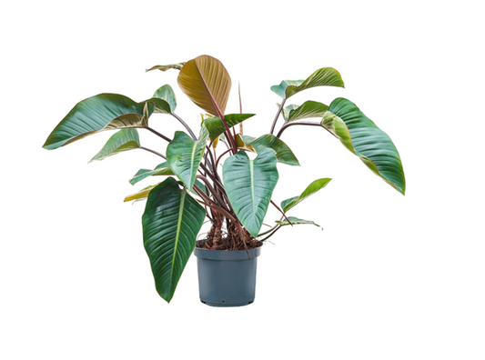 Philodendron erubescens 'Red Beauty'