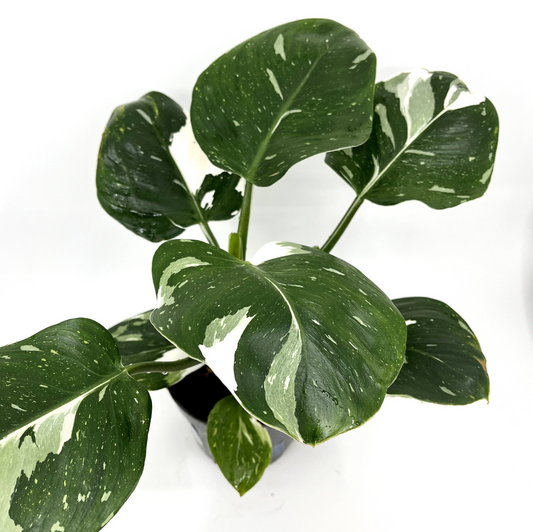 Philodendron erubescens 'White Wizard'