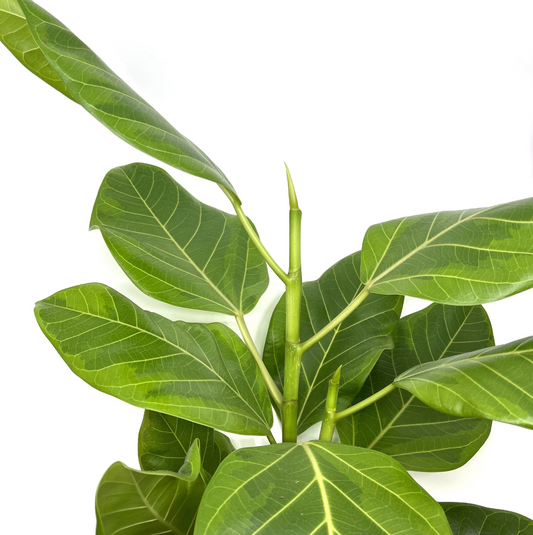 Ficus benghalensis 'Altissima'
