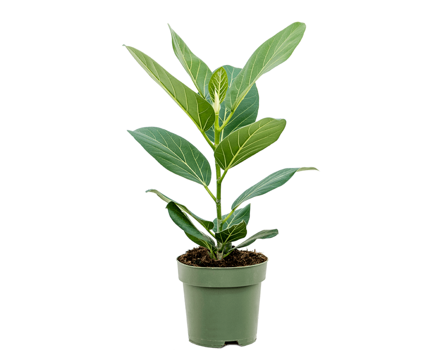 Ficus benghalensis 'Audrey'