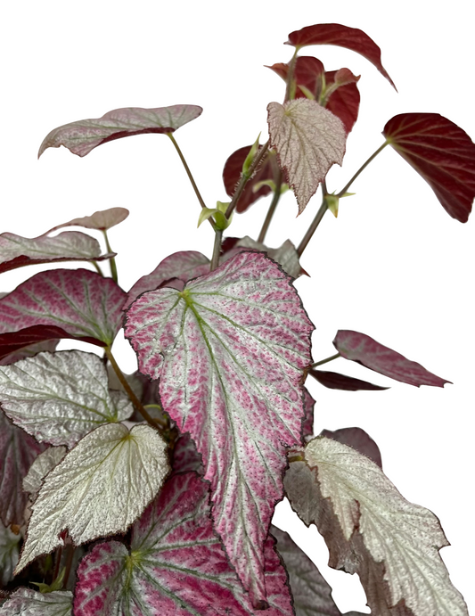 Begonia rex 'Two Face'