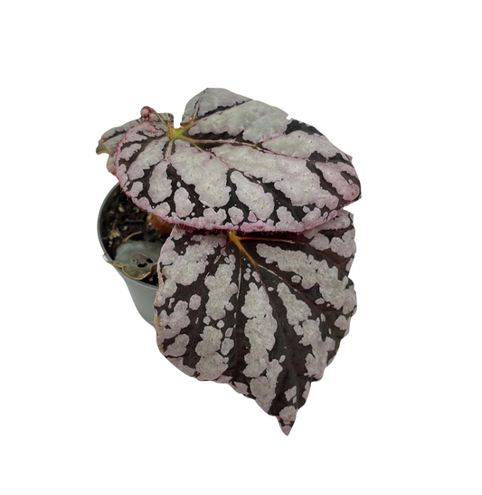 Begonia rex 'Chayo'