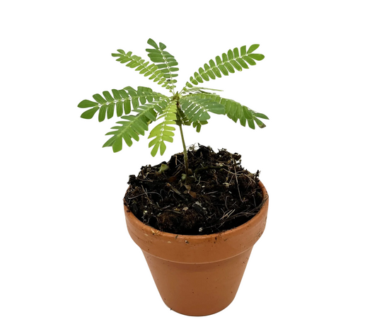 Biophytum sensitivum