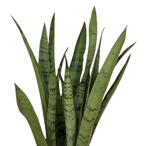 Dracaena trifasciata 'Spearmint' (Sansevieria laurentii)