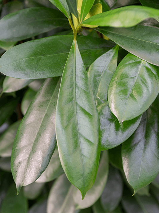 Ficus cyathistipula