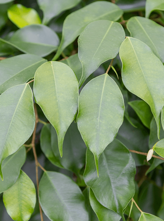 Ficus benjamina