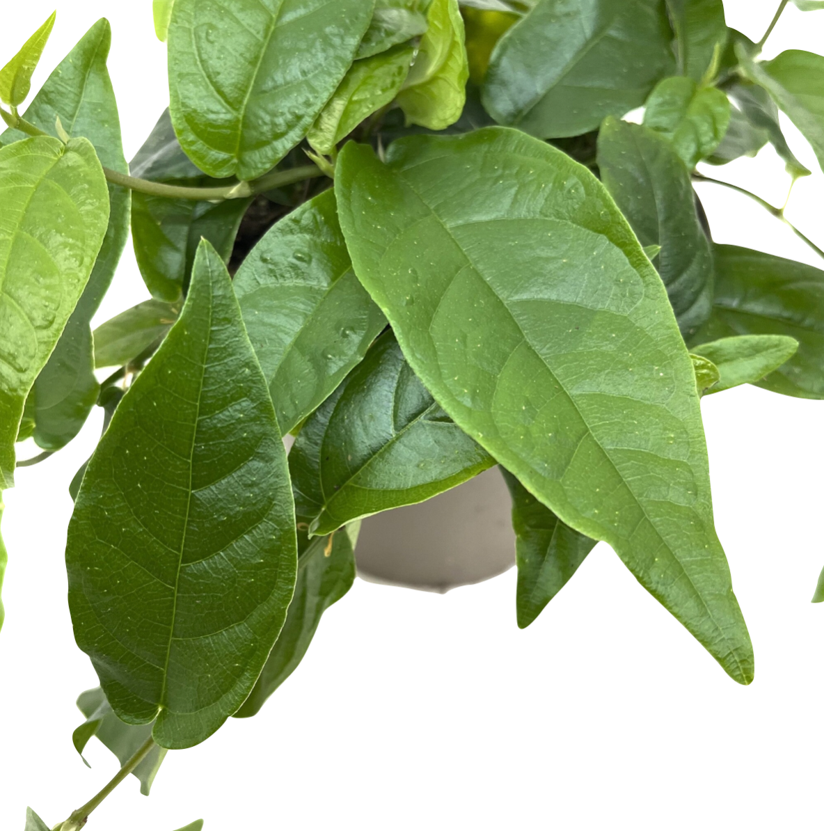 Ficus sagittata