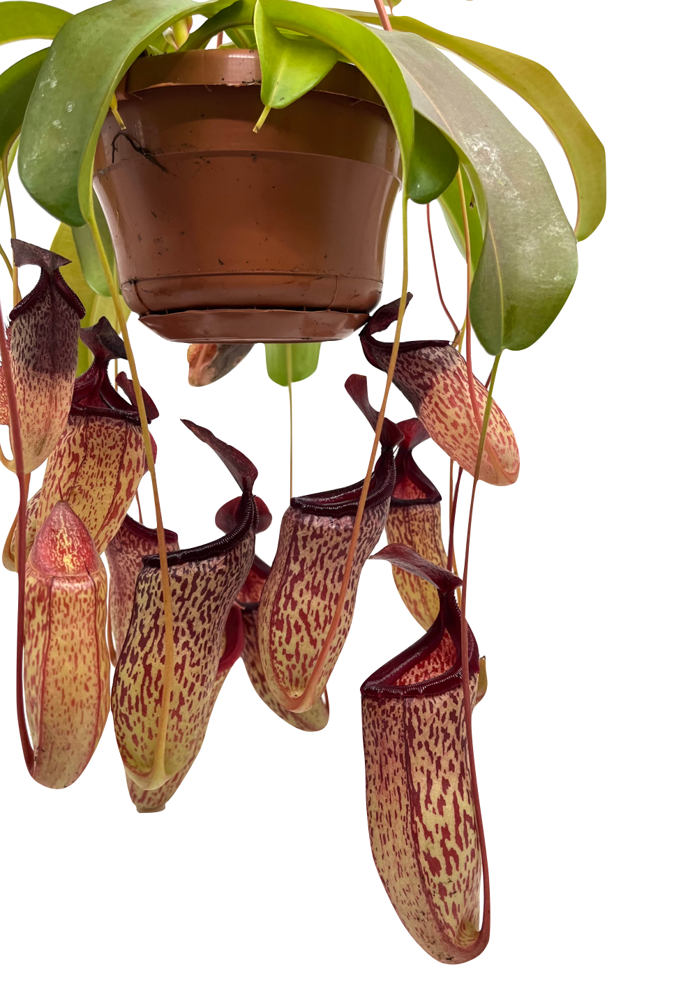Nepenthes x 'Sam'