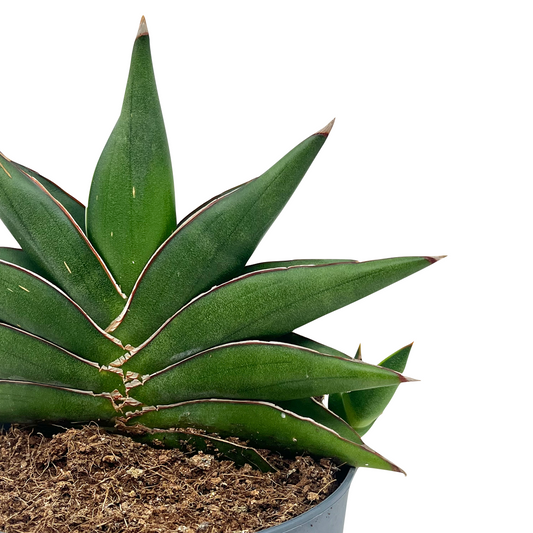 Dracaena 'Stylish Fan' (Sansevieria 'Stylish Fan')