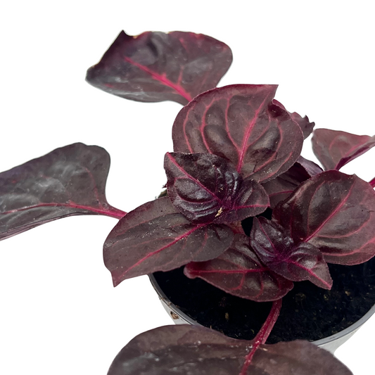 Iresine diffusa f. herbstii