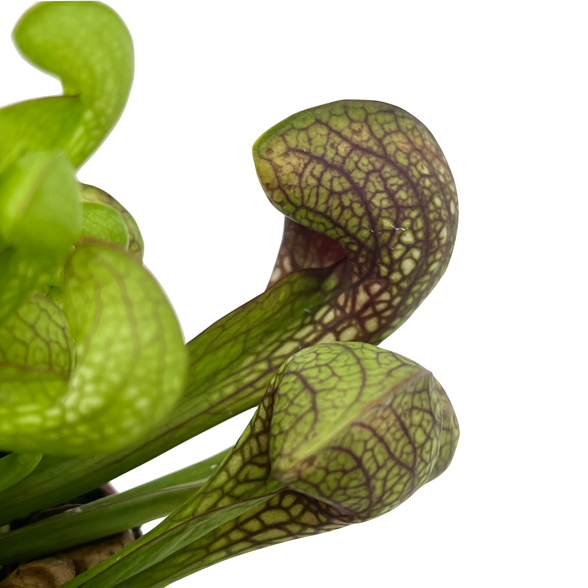 Sarracenia psittacina