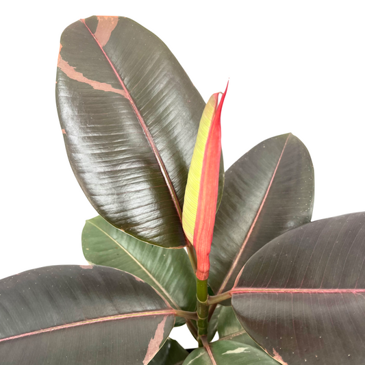 Ficus elastica 'Camouflage'