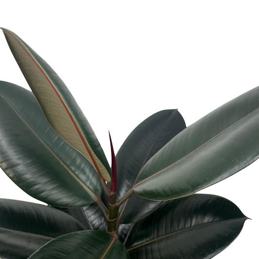 Ficus elastica 'Abidjan'