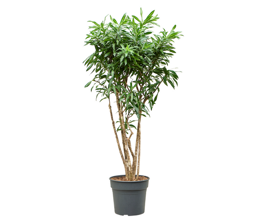 Dracaena reflexa 'Song of Jamaica'