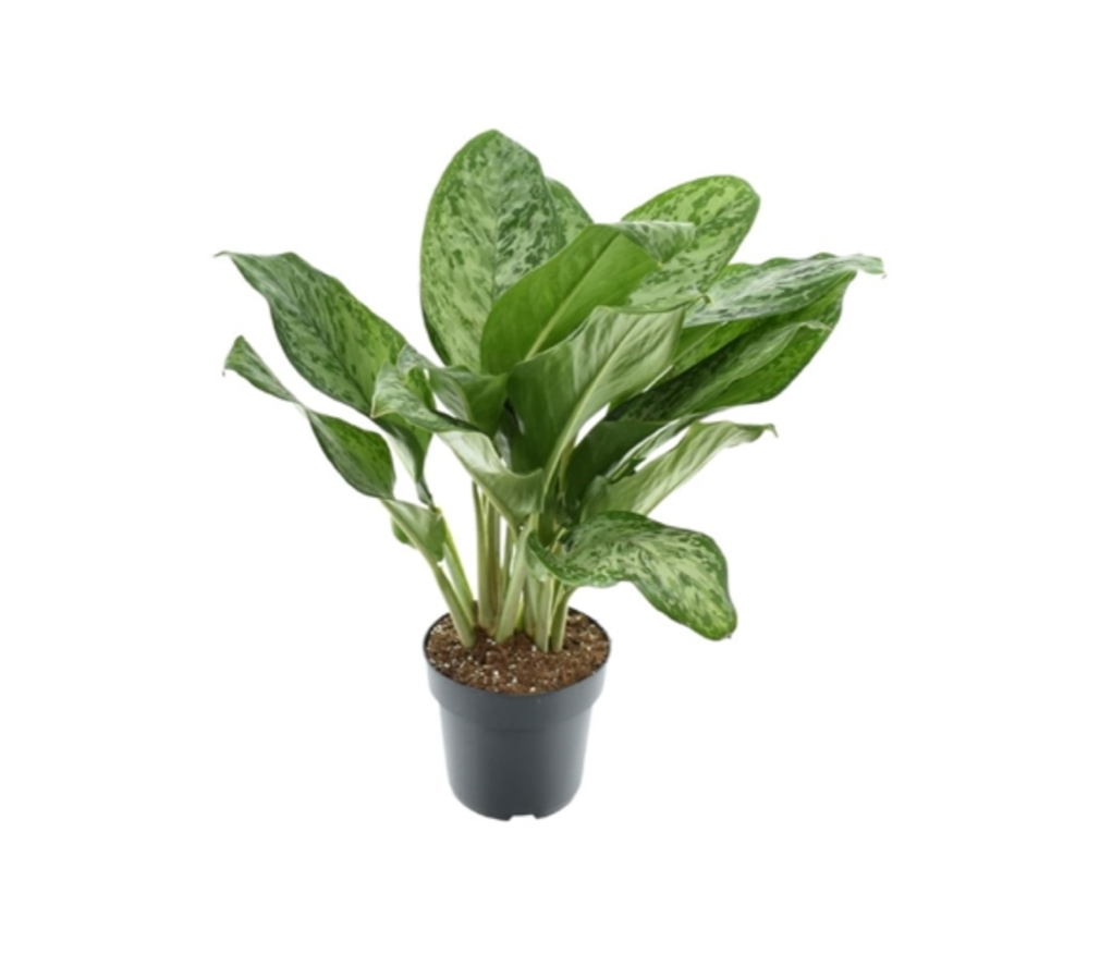 Aglaonema commutatum 'Greenlight'