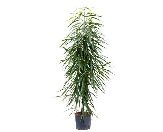 Ficus binnendykii