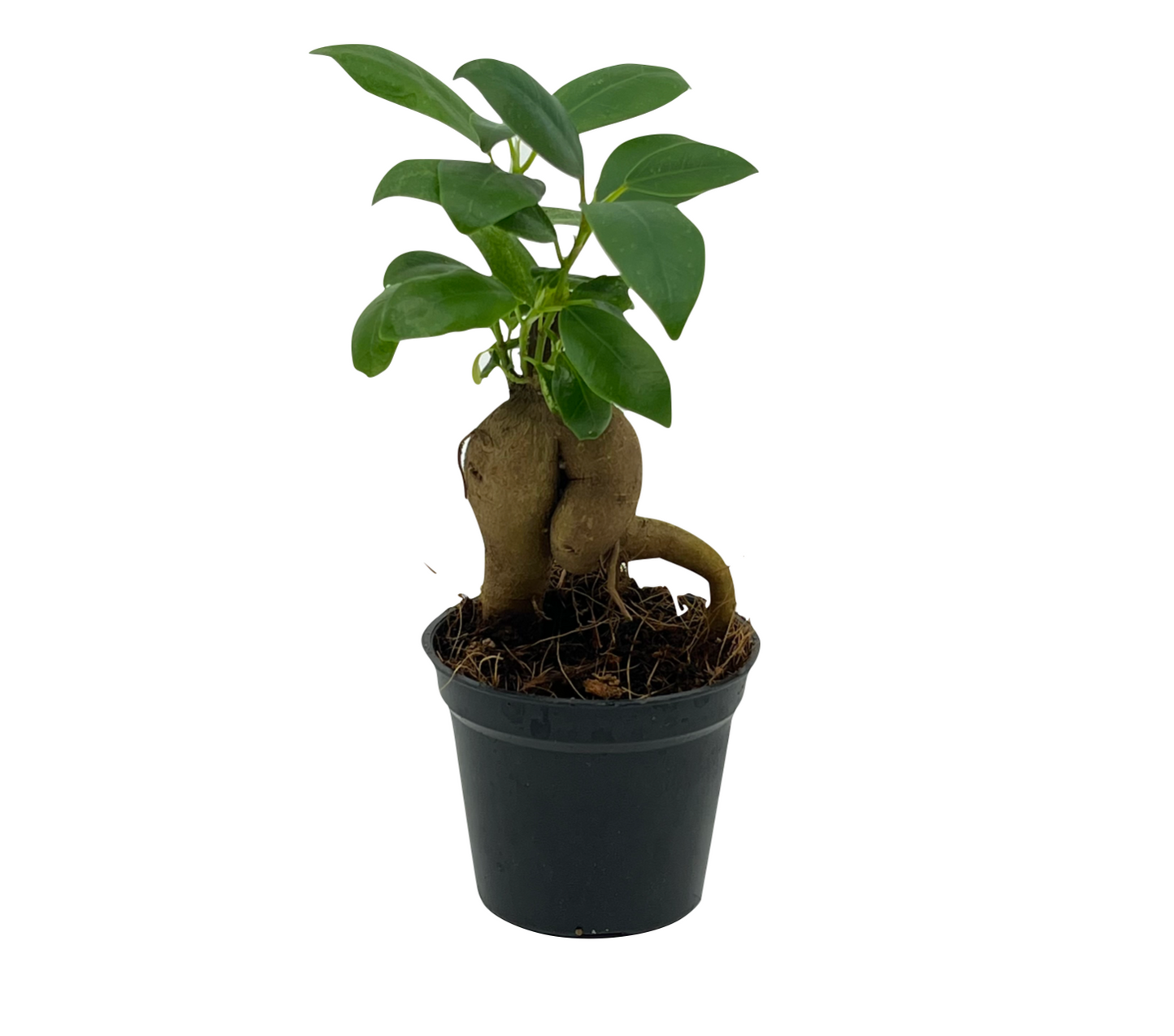 Ficus ginseng / microcarpa