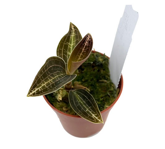 Goodyera reticulata