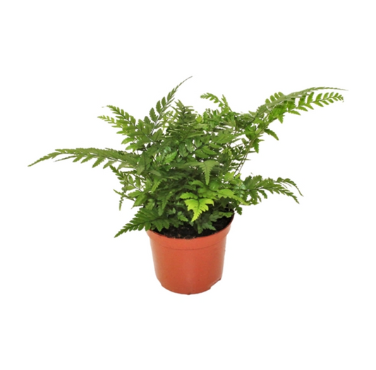 Athyrium filix-femina