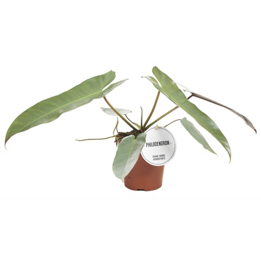 Philodendron atabapoense