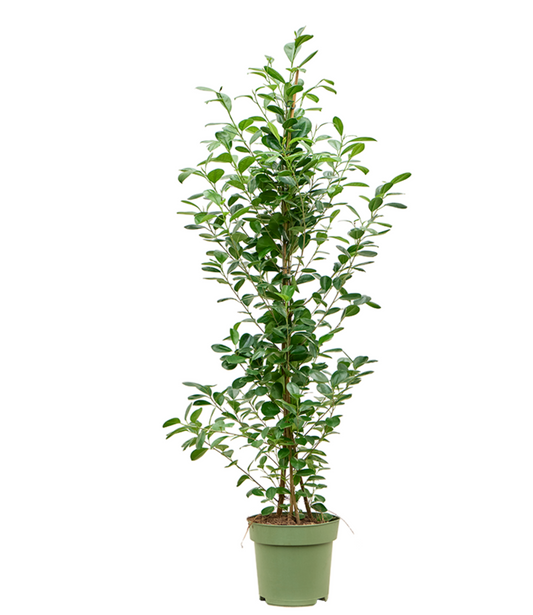Ficus microcarpa