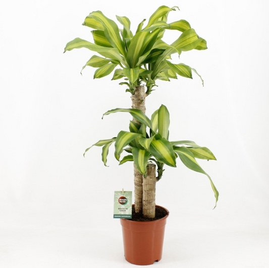 Dracaena fragrans  'Massangeana'