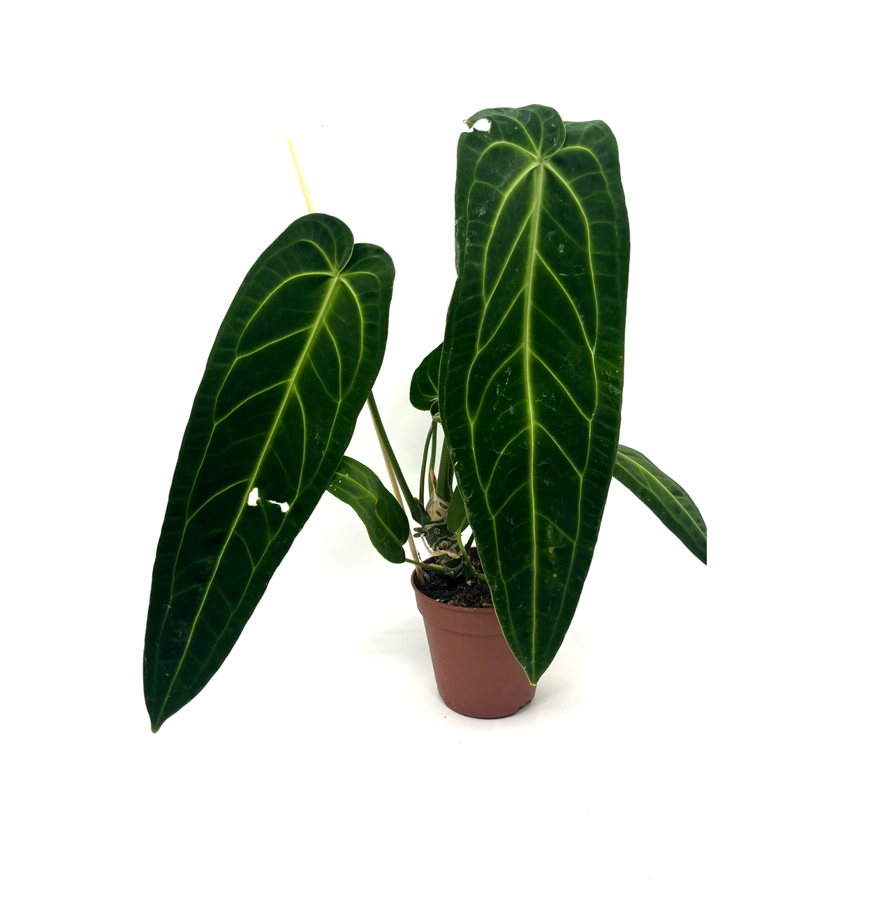 Anthurium warocqueanum