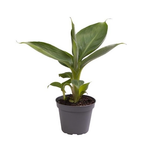 Musa acuminata