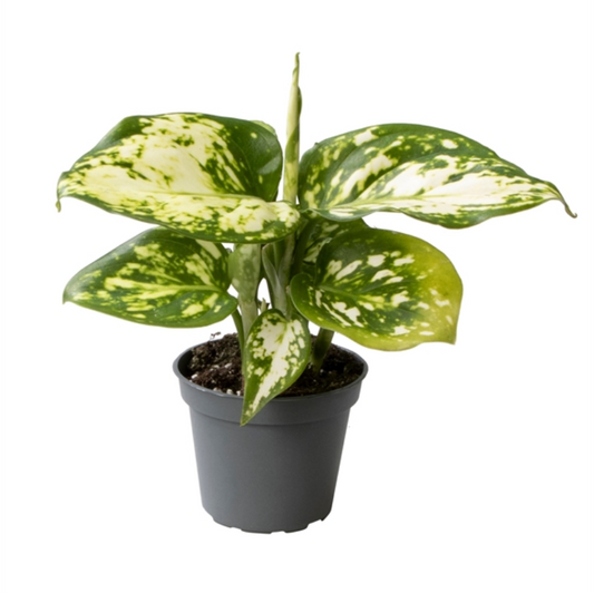 Aglaonema commutatum 'Snowflake'