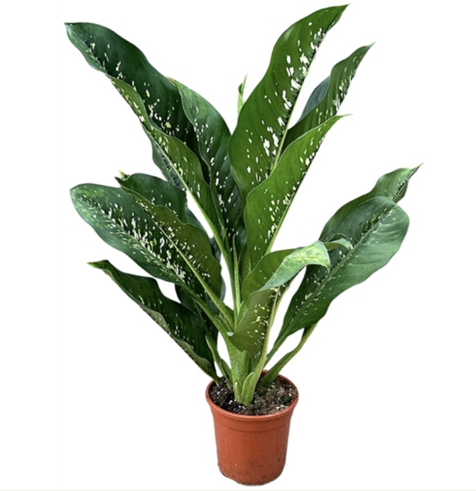 Dieffenbachia seguine 'Caiman'